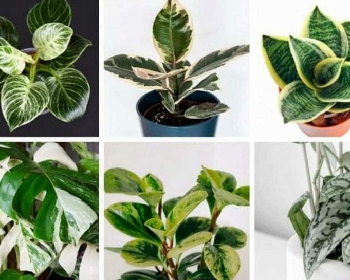 4 incredibili piante che possono crescere nell'acqua